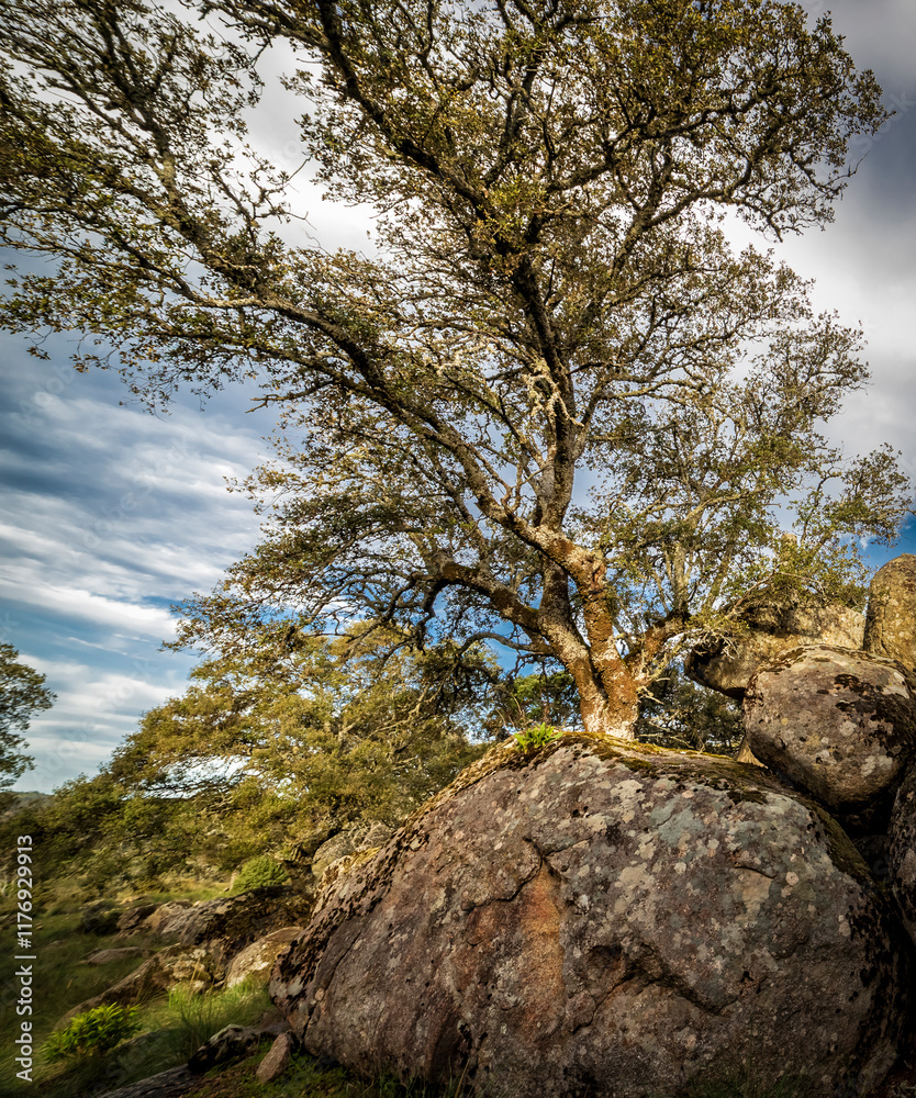 Granite rocks and holm oaks at Mingamorena hill