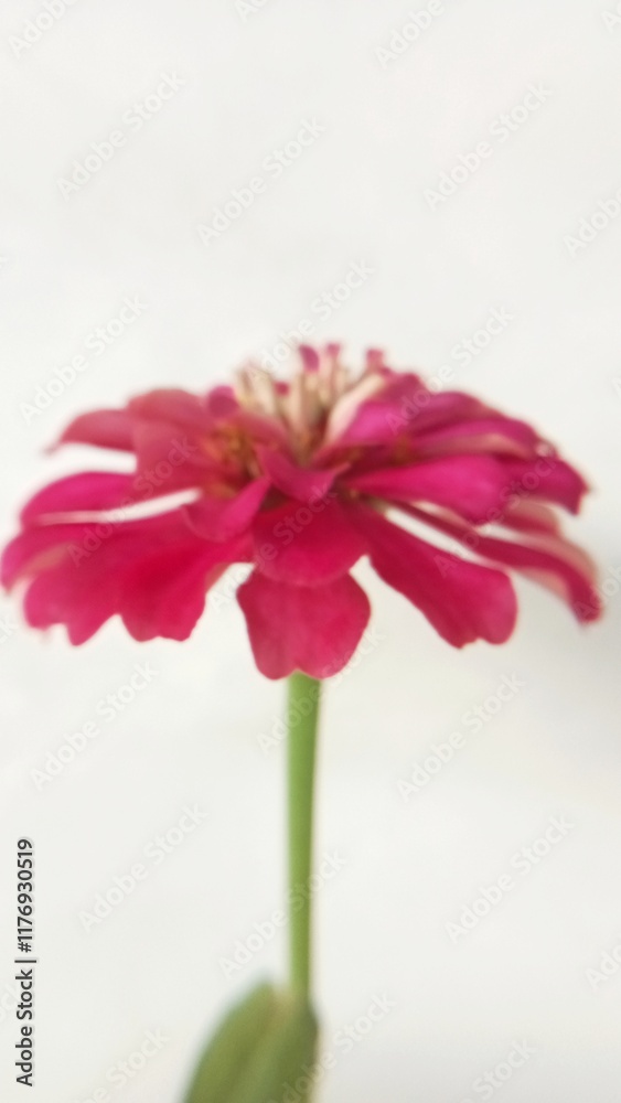 The zinnia flowers are in full bloom, but the image focus is a little blurry The zinnia flowers are in full bloom, but the image focus is a little blurry