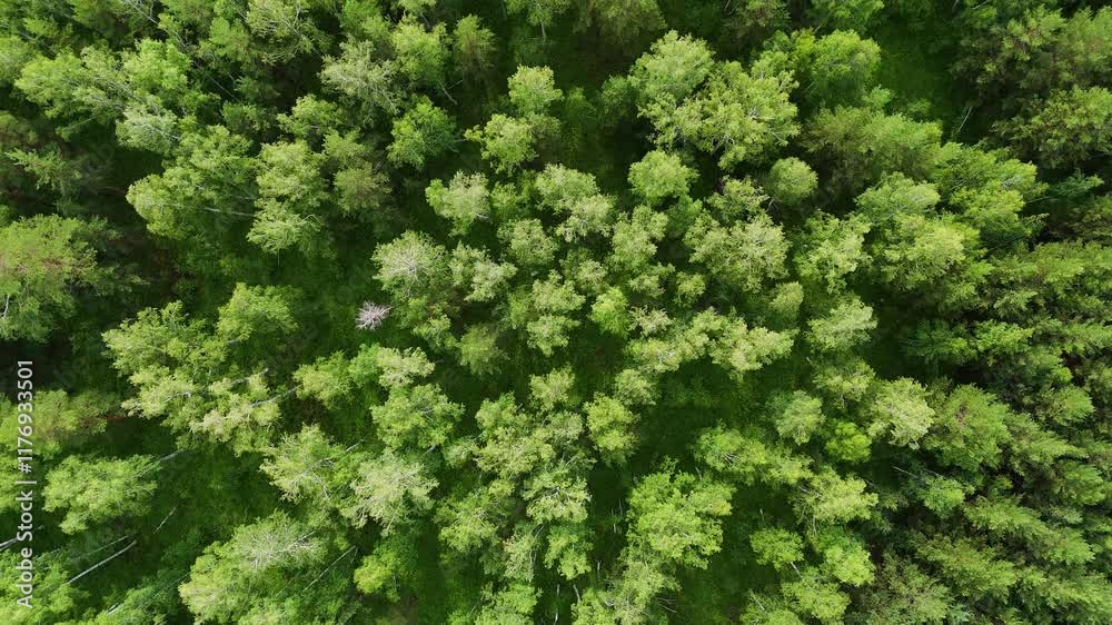 forest texture, top view of a green summer forest forest texture, top view of a green summer forest