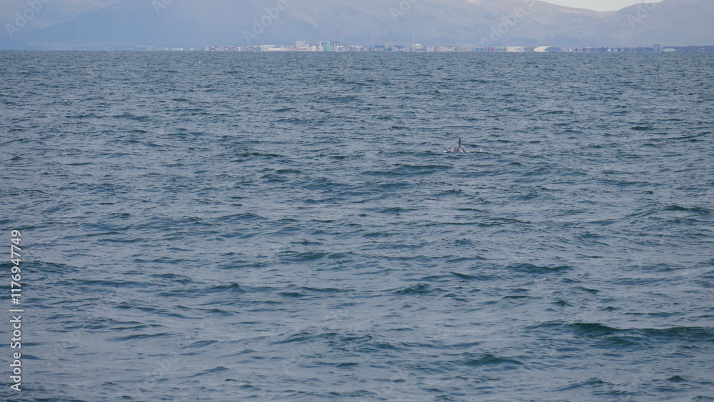 excursion, baleine, dauphin, observation, cétacés, mammifères marins, croisière, sortie en mer, tourisme, aventure, nature, faune marine, bateau, guide, expérience, photographie, éco-tourisme, océan, excursion, baleine, dauphin, observation, cétacés, mammifères marins, croisière, sortie en mer, tourisme, aventure, nature, faune marine, bateau, guide, expérience, photographie, éco-tourisme, océan,
