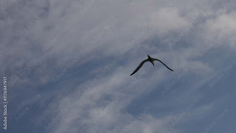 excursion, baleine, dauphin, observation, cétacés, mammifères marins, croisière, sortie en mer, tourisme, aventure, nature, faune marine, bateau, guide, expérience, photographie, éco-tourisme, océan, excursion, baleine, dauphin, observation, cétacés, mammifères marins, croisière, sortie en mer, tourisme, aventure, nature, faune marine, bateau, guide, expérience, photographie, éco-tourisme, océan,