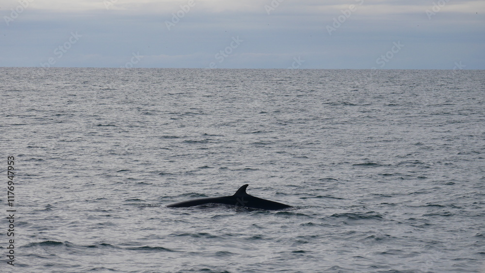Fototapeta premium excursion, baleine, dauphin, observation, cétacés, mammifères marins, croisière, sortie en mer, tourisme, aventure, nature, faune marine, bateau, guide, expérience, photographie, éco-tourisme, océan, 