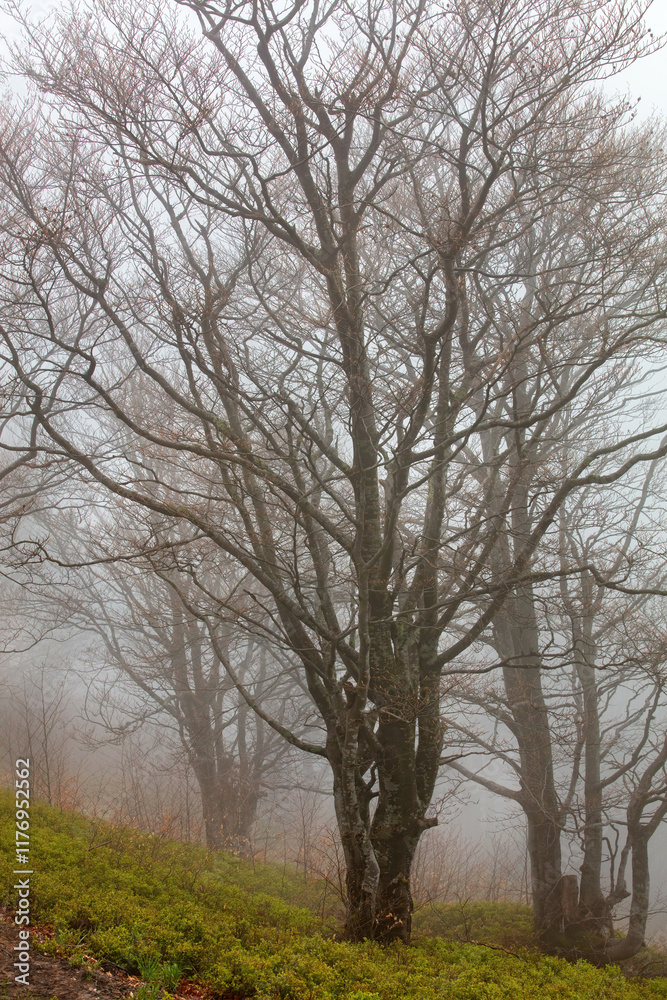 Beautiful misty landscape featuring a solitary tree and surrounding foggy environment