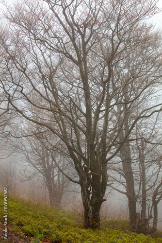 Obraz na płótnie Beautiful misty landscape featuring a solitary tree and surrounding foggy environment w salonie