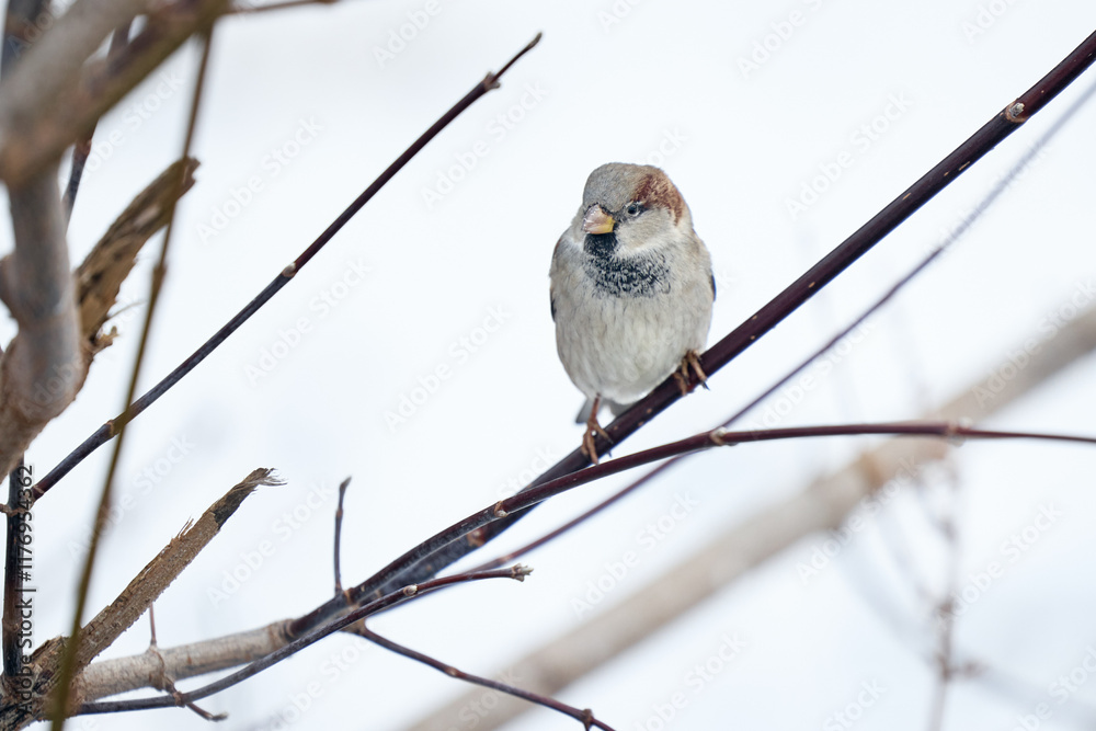 Obraz premium sparrow on branch