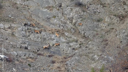 herd of mountain goats wandering over rocky terrain.turkey