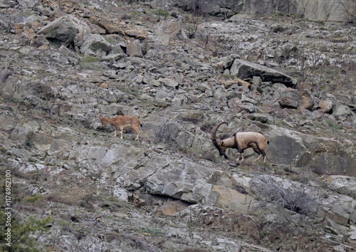 herd of mountain goats wandering over rocky terrain.turkey photo