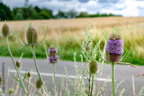Teasel or cabaret birds, dipsacus fullonum, caprifoliaceae