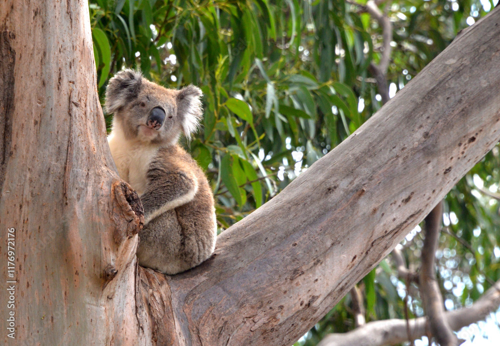 koala in tree
