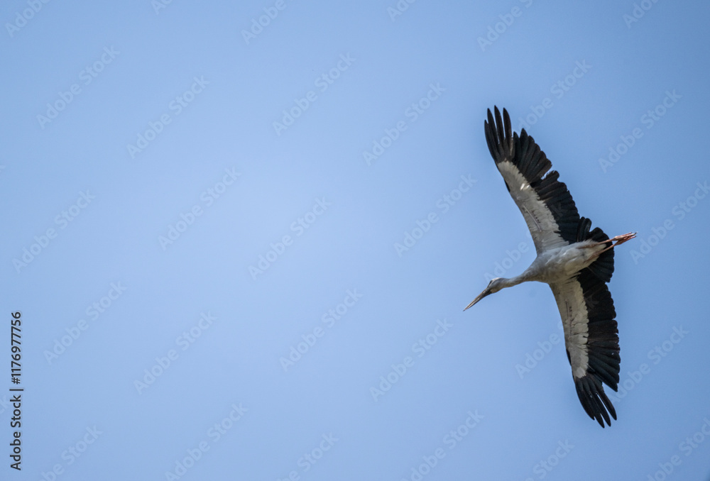Obraz premium Indian openbill stork in the wild at dawn looking for food in Thailand