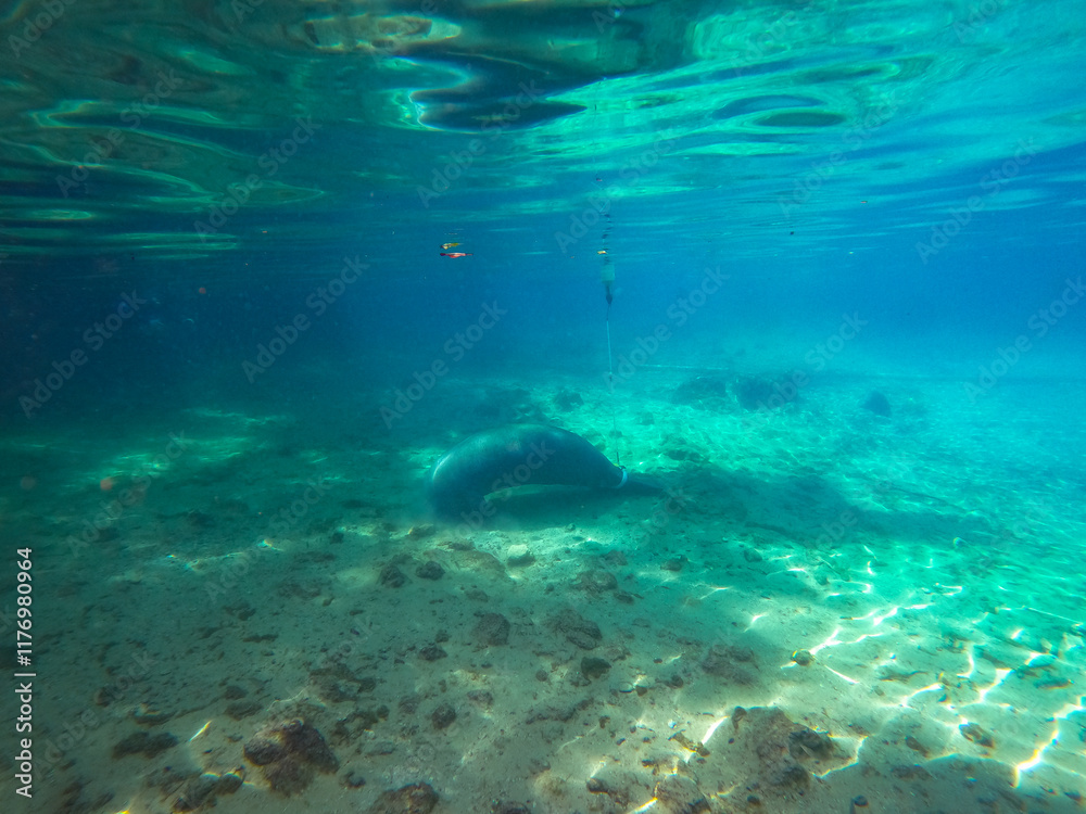 Obraz premium Lamantins, Crystal River, Floride, Mammifères marins