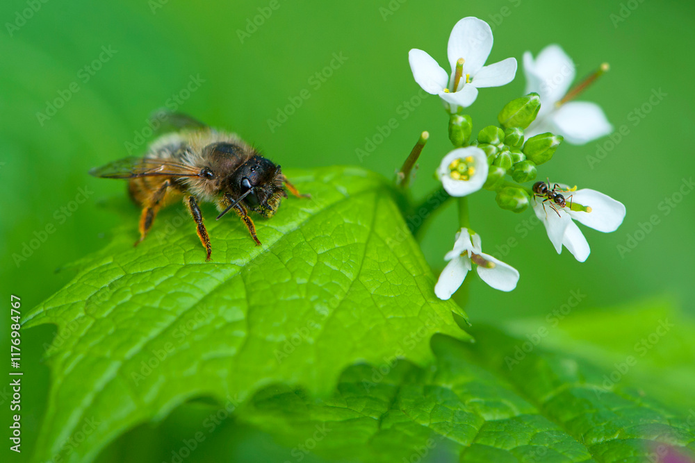 Fototapeta premium small white flowers and a bee sitting on a green leaf. spring background. ant and bee are sitting on a green leaf. green leaves and small white forest flowers. close-up, macro photography of nature