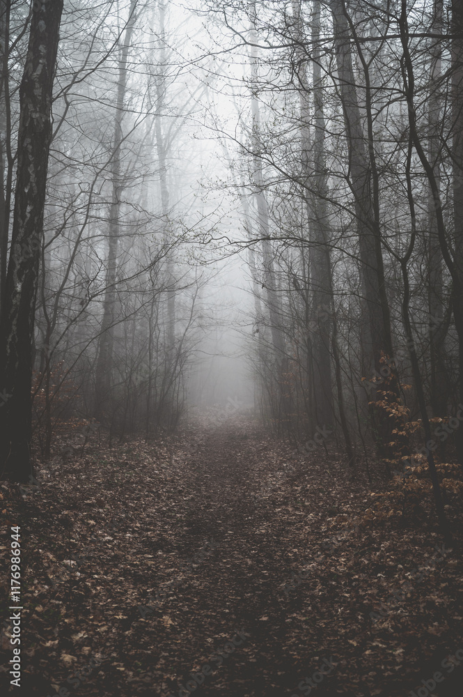 Obraz premium wald im nebel