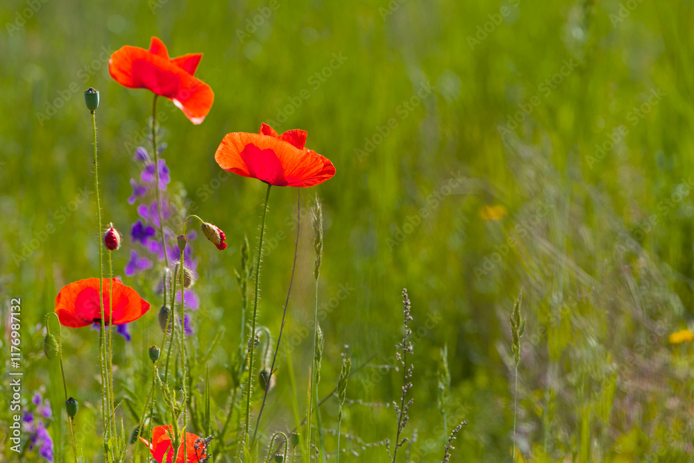 Obraz premium red poppies are blooming in the field. Field of bright red corn poppy flowers in summer. bright green blurred natural background, meadow flowers. close-up, place for text