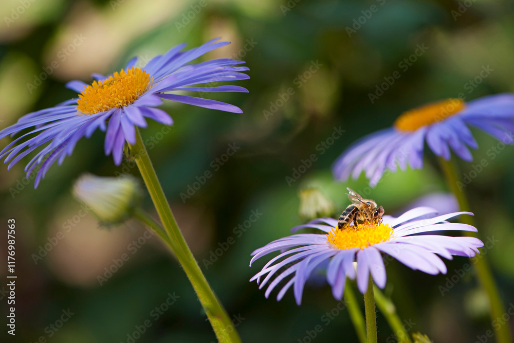 Obraz premium bee on a purple daisy with a green background. A bush of purple daisies in the bright summer sun and a bee collecting nectar on the yellow pollen of a flower. close-up, bokeh, blurred green background