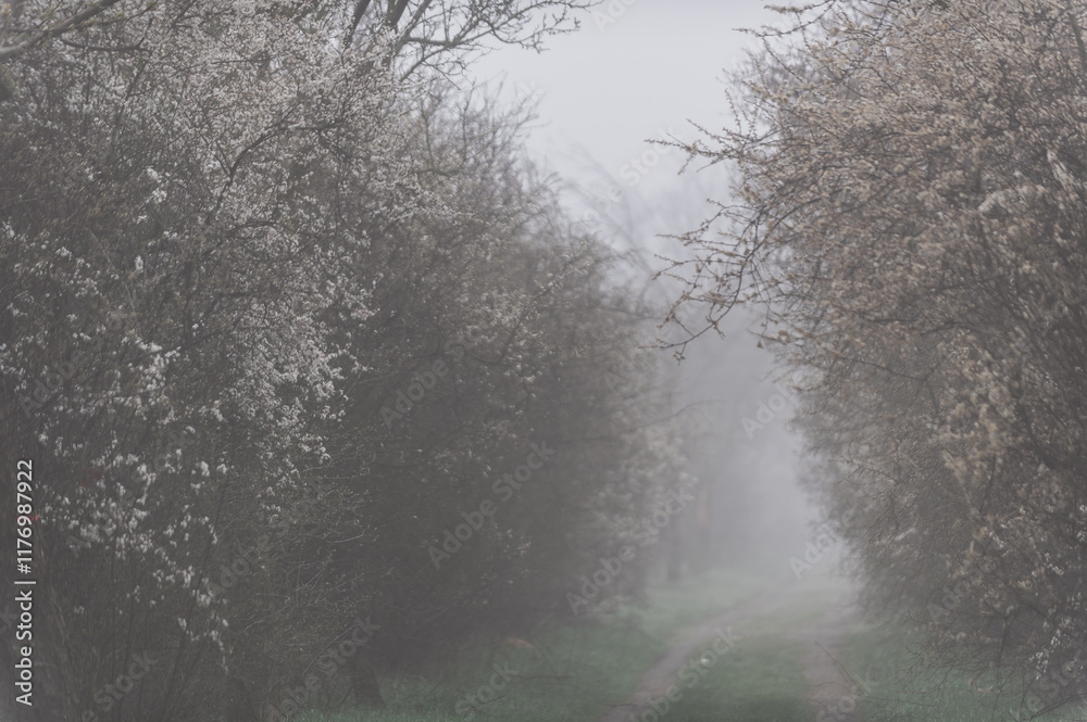 Obraz premium kirschblüte im nebel