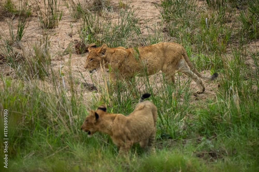 Naklejka premium Lions walking in a dry riverbend