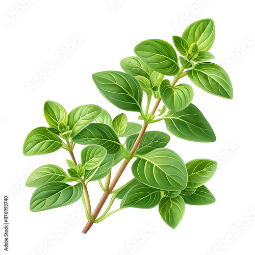 green Basil isolated PNG Clipart with transparent background