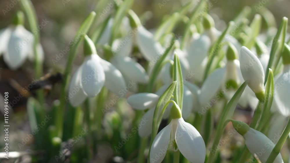 Snowdrop pollinated by bee during early spring in forest. Snowdrops, flower, spring. White snowdrops bloom in garden, early spring, signaling end of winter. Slow motion, close up Snowdrop pollinated by bee during early spring in forest. Snowdrops, flower, spring. White snowdrops bloom in garden, early spring, signaling end of winter. Slow motion, close up