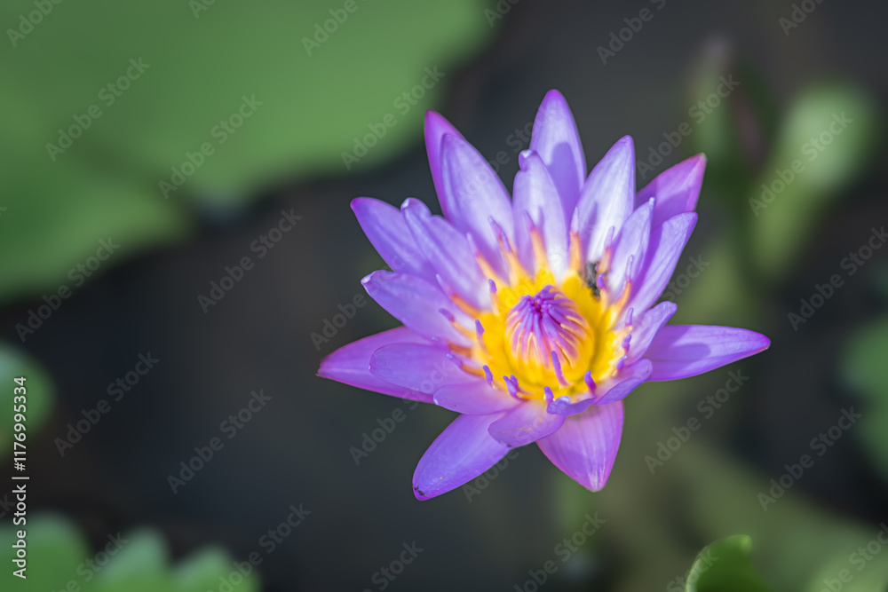 The egyptian lotus (Nymphaea nouchali var. caerulea), Also known as: Frog's pulpit, Blue Egyptian lotus, Sacred blue lily of the Nile, Sacred blue lily photographed while blooming in a wide pots The egyptian lotus (Nymphaea nouchali var. caerulea), Also known as: Frog's pulpit, Blue Egyptian lotus, Sacred blue lily of the Nile, Sacred blue lily photographed while blooming in a wide pots