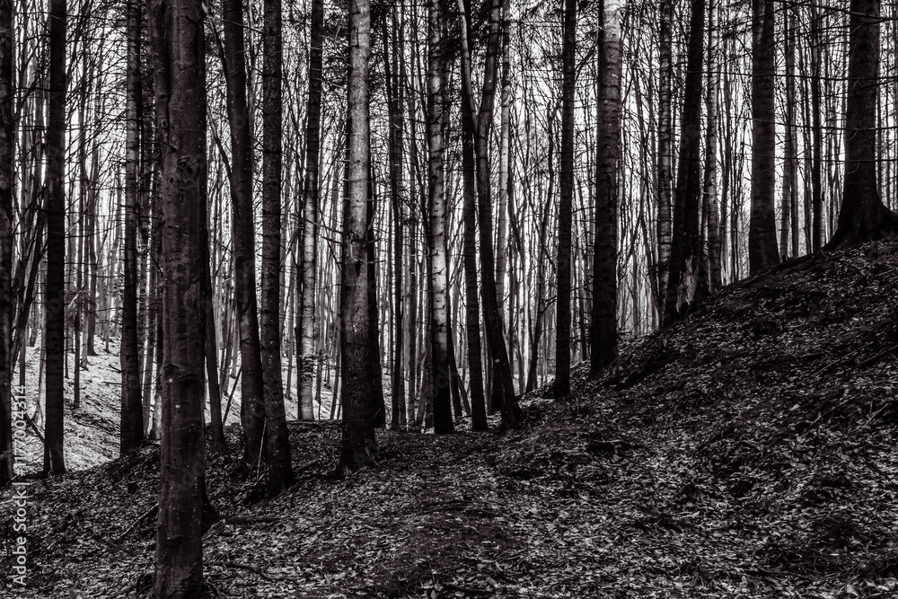 Fototapeta premium Landscapes - Forest - Europe, Romania, Suceava region