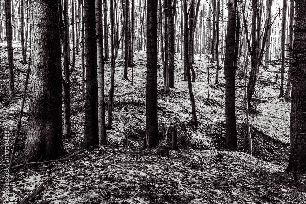 Fototapeta premium Landscapes - Forest - Europe, Romania, Suceava region 