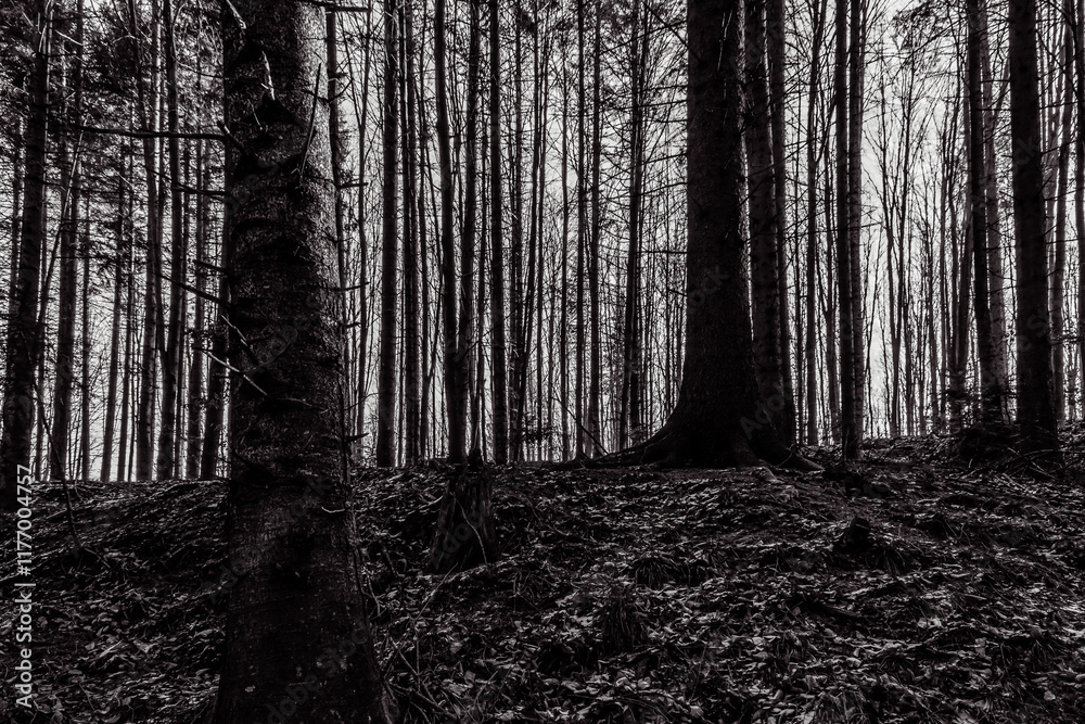 Fototapeta premium Landscapes - Forest - Europe, Romania, Suceava region 