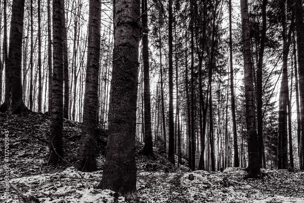 Fototapeta premium Landscapes - Forest - Europe, Romania, Suceava region 