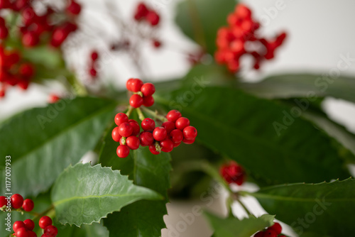 Nandina and Senryo.
A lucky plant that is decorated for New Year’s in Asia.
 photo