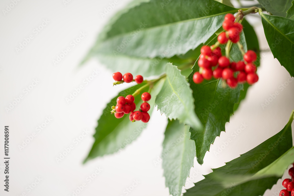 Nandina and Senryo.
A lucky plant that is decorated for New Year’s in Asia.
Nandina and Senryo.
A lucky plant that is decorated for New Year’s in Asia.