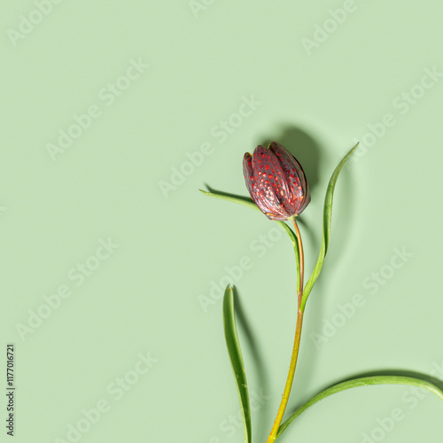 Aesthetic floral card minimal style pastel color, Top view Fritillaria meleagris flower close up, nature wildflower with green leaf, purple petals blossoming early spring, flowery still life photo