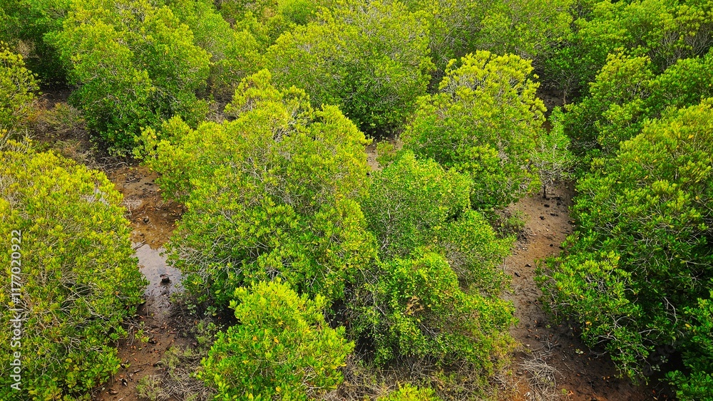 Growing up mangrove trees on mud floor in nattion coastal park landscape. Growing up mangrove trees on mud floor in nattion coastal park landscape.