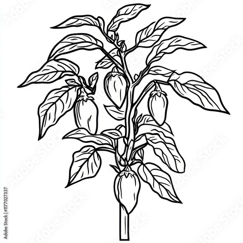 Hatching jalape?o plant, garden, line art, cookbook illustration