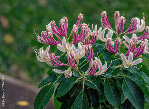 a cluster of pink and white honeysuckle flowers with green leaves, set against a blurred green background. photo