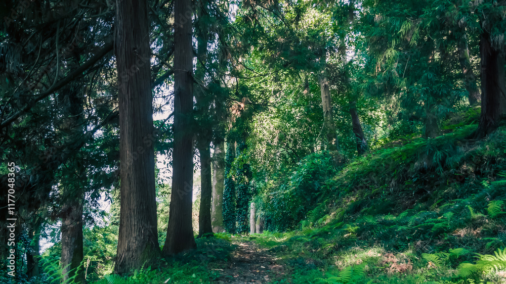 Obraz premium green forest with tall trees and footpath in Georgia
