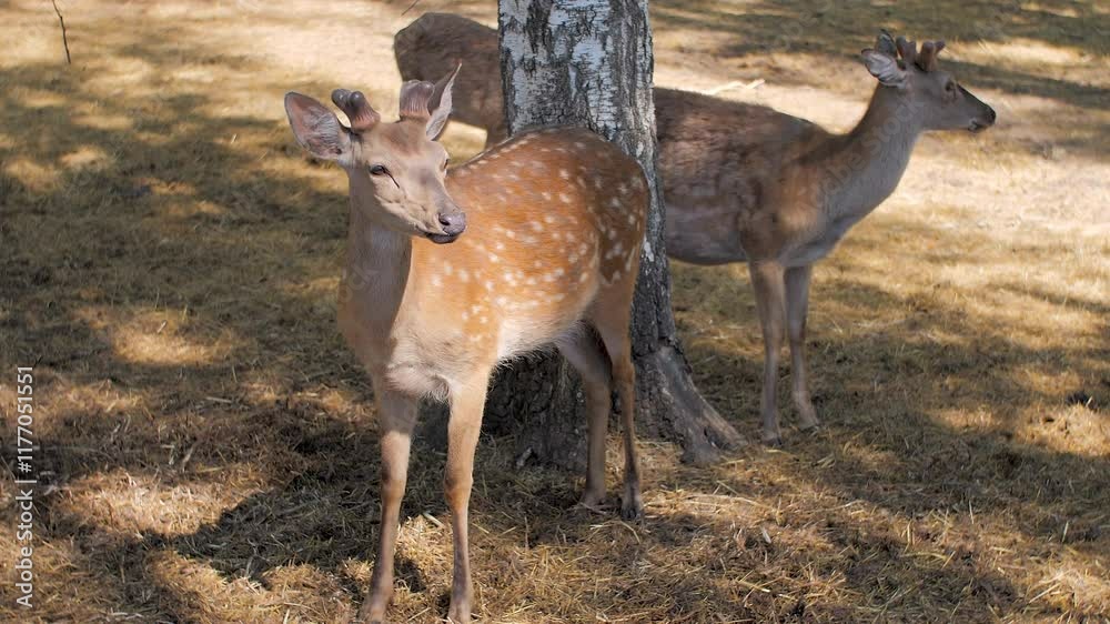 Sika deer couple interacting under tree shade Sika deer couple interacting under tree shade