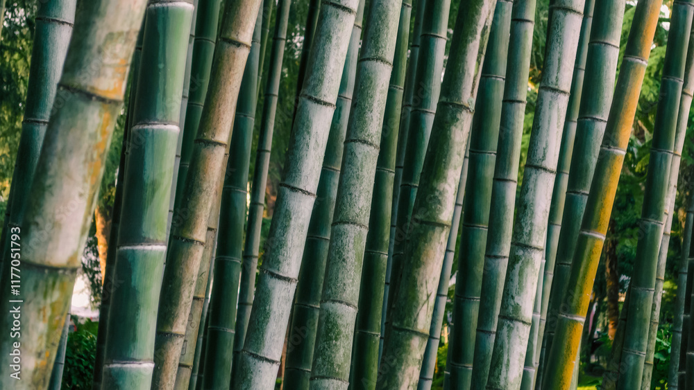 pattern background green bamboo forest in a park in Georgia pattern background green bamboo forest in a park in Georgia