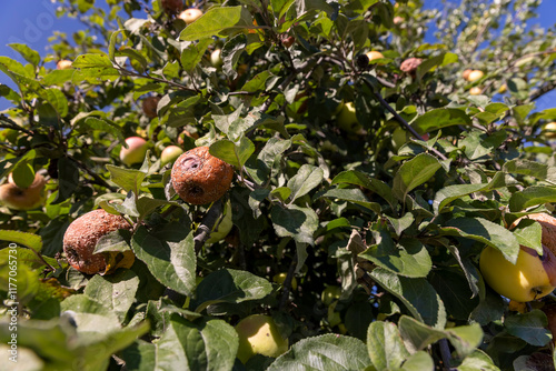 red ripe apples that have rotted on the branches