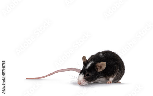 Cute black mouse with white nose, standing close yo edge. Looking down over edge away from camera. Isolated on a white background. photo