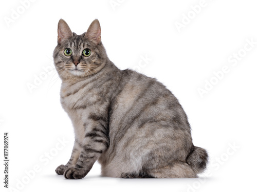 Sweet adult silver tortie Kurilian Bobtail cat, sitting up side ways. Looking towards camera with green eyes. Isolated on a white background. photo