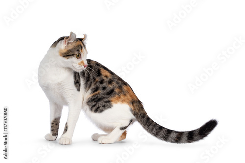 Cuadro en lienzo Amazing spotted pattern American Curl Shorthair cat, standing side ways