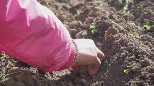 Woman hand planting potato tubers into the ground. Early spring preparations for the garden season. Seed potatoes. Seasonal work.