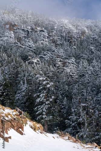 Scenic view of snow covering Blue Atlas Cedar trees in Chelia Mountain in Algeria photo