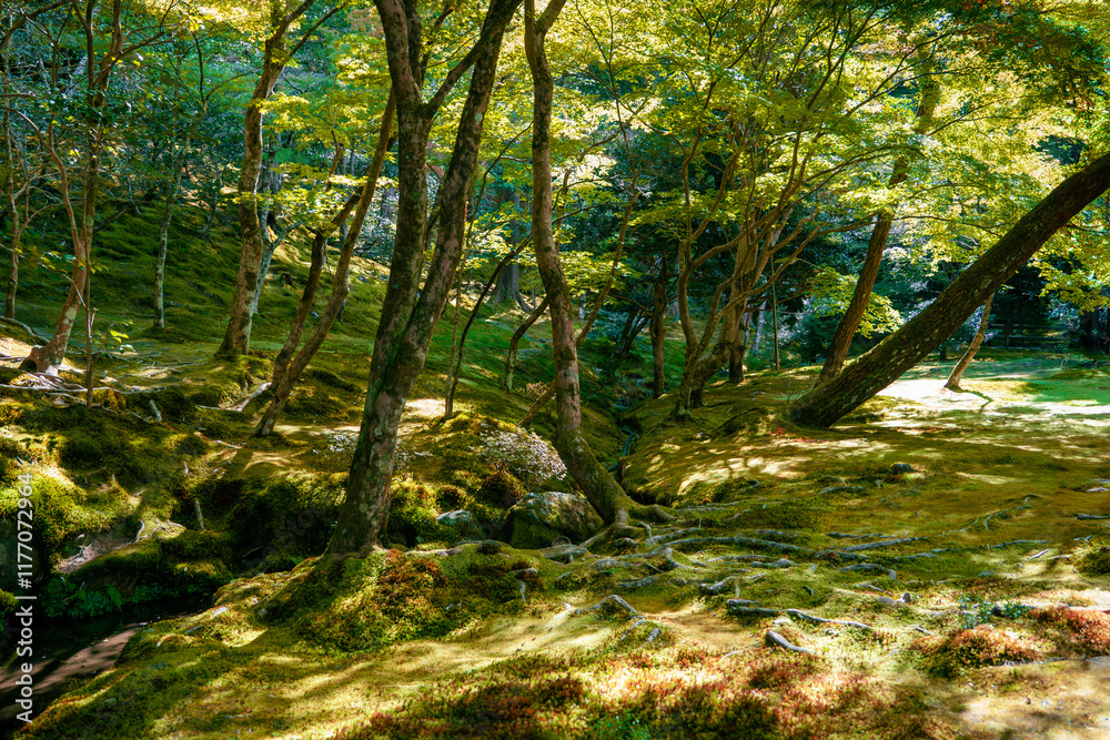 Naklejka premium Serenity in the Moss Garden of Ginkaku-ji