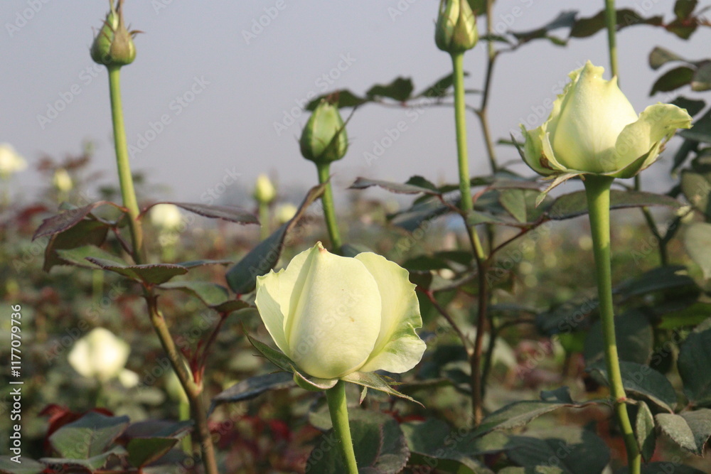 Fototapeta premium white colored rose plant on farm