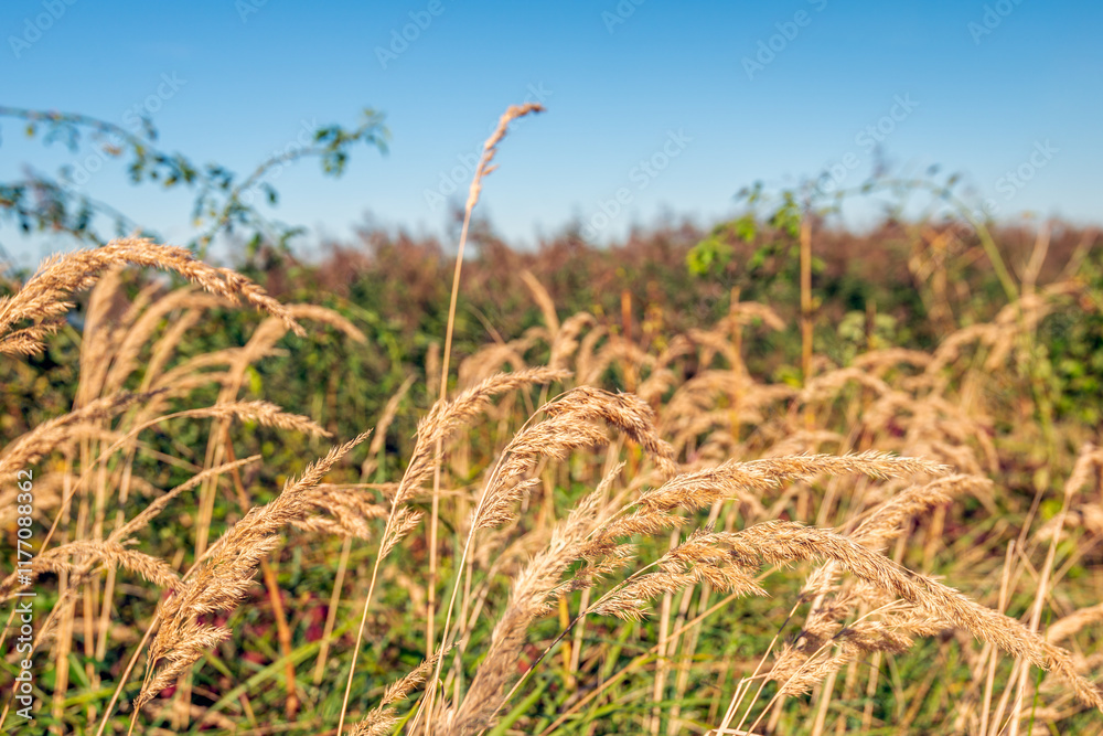 Closeup of flowering grasses in the summer season. Many people are hypersensitive to the pollen of grasses and they react to it with, among other things, shortness of breath, coughing and sneezing.