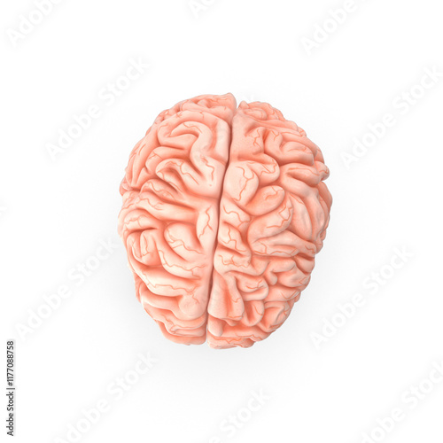 3d rendered illustration of human brain, Detailed Anatomical Model of a Human Brain Transparent Background