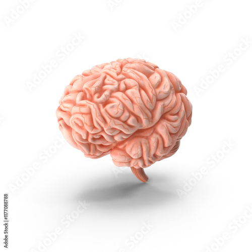 human brain isolated on white, Detailed Anatomical Model of a Human Brain Transparent Background