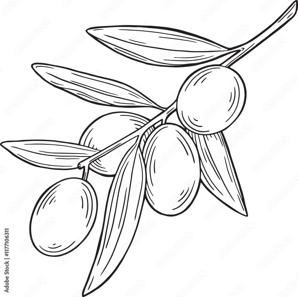 Fototapeta premium Olive branch line drawing with berry and leaf on white background. Natural organic diet plant hand drawn vector illustration.