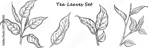 Tea leaves tree hand drawn botanical vector illustration. Flowers, leaves, branches drawing isolated on the white background. Organic, cosmetics and medical plant.